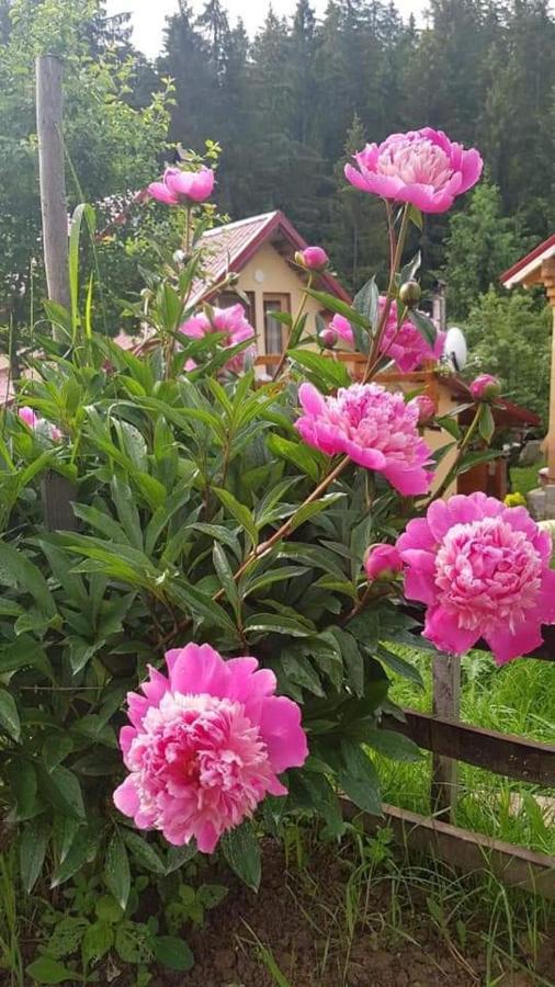 Forest Vibes Spa Cîmpu lui Neag Buitenkant foto