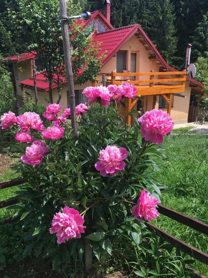 Forest Vibes Spa Cîmpu lui Neag Buitenkant foto